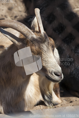 Image of Goat in a cage