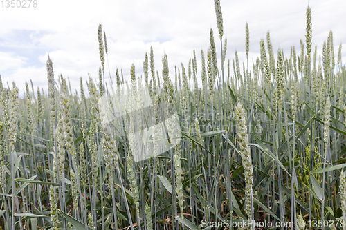 Image of Green wheat