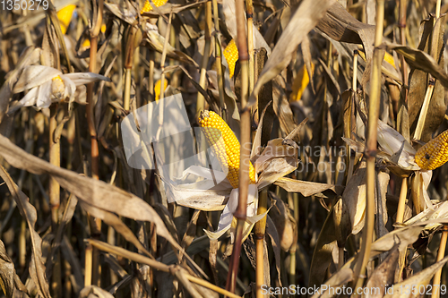 Image of corn dry