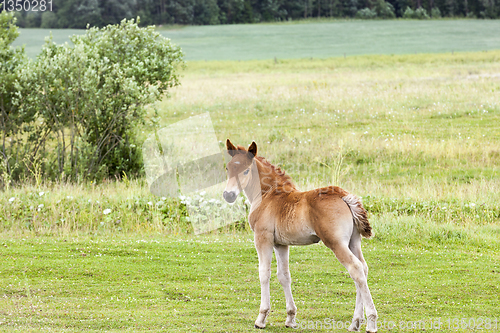 Image of Little foal