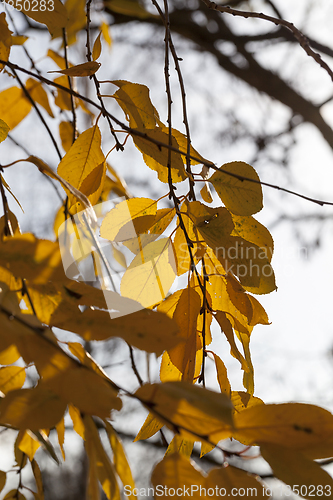 Image of autumn tree