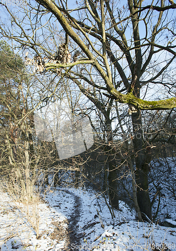 Image of Bare tree trunks in the winter forest