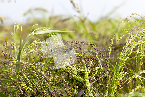 Image of An agricultural field with millet