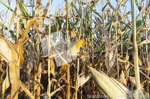 Image of yellowed ripe corn