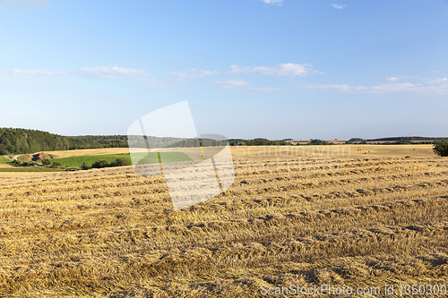 Image of agricultural field and blue sky