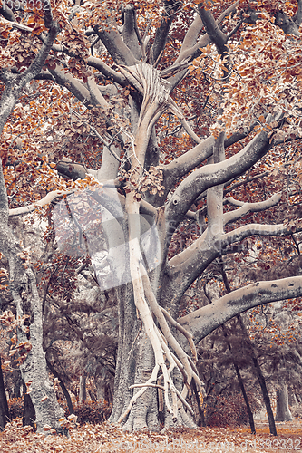 Image of Majestic tree in city park Hawassa, Ethiopia