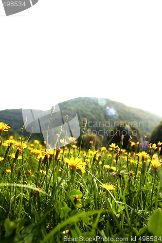 Image of Flowers landscape