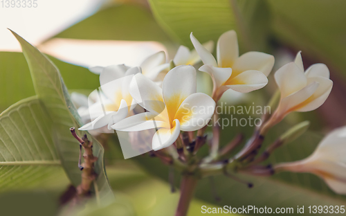 Image of white plumeria flower in nature garden