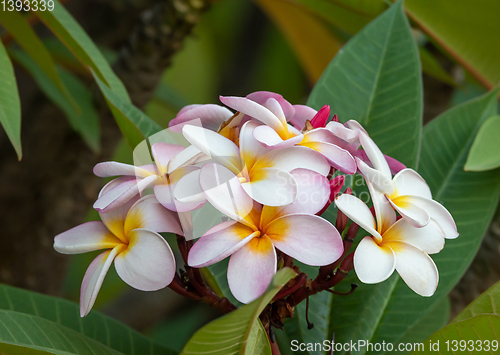 Image of plumeria flower in nature garden