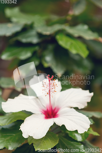 Image of Pink Hibiscus flower, Ethiopia