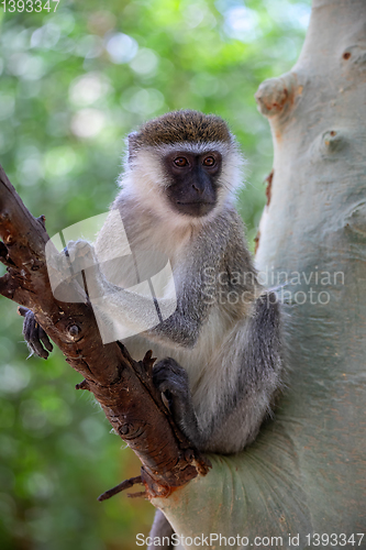 Image of Vervet monkey in Lake Chamo, Ethiopia