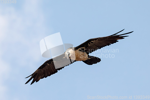 Image of Bearded Vulture, Simien Mountain Ethiopia