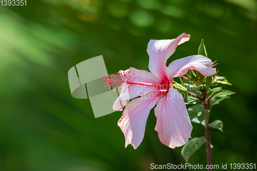 Image of Pink Hibiscus flower, Ethiopia
