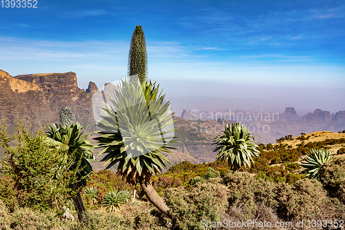 Image of Giant lobelia in Semien or Simien Mountains, Ethiopia