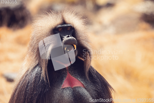 Image of endemic Gelada in Simien mountain, Etiopia