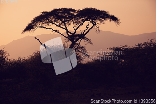 Image of Acacia tree silhouette in african sunset