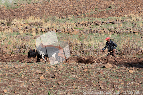 Image of Ethiopian farmer plows fields with cows