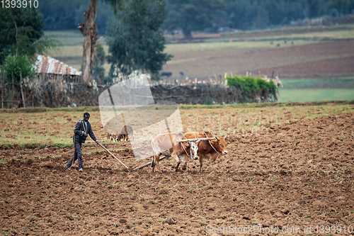 Image of Ethiopian farmer plows fields with cows