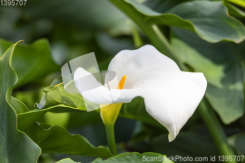 Image of calla lily and arum lily Ethiopia