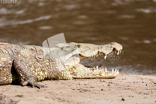 Image of big nile crocodile, Awash Falls Ethiopia
