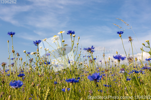 Image of Blooming Cornflowers, Centaurea Cyanus