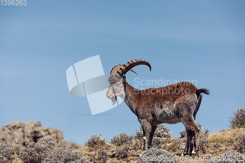 Image of rare Walia ibex in Simien Mountains Ethiopia