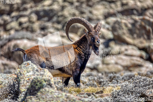 Image of rare Walia ibex in Simien Mountains Ethiopia