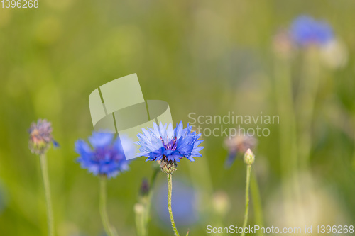 Image of Blooming Cornflowers, Centaurea Cyanus