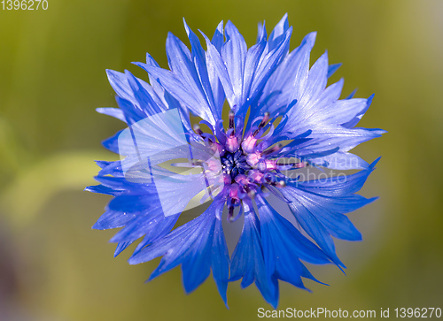 Image of Blooming Cornflowers, Centaurea Cyanus