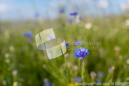 Image of Blooming Cornflowers, Centaurea Cyanus