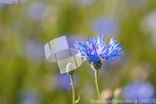 Image of Blooming Cornflowers, Centaurea Cyanus