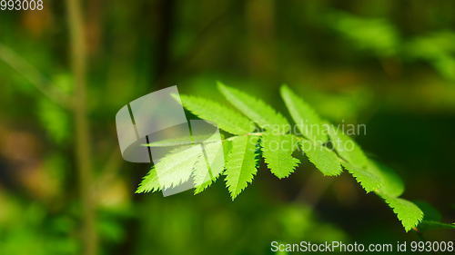 Image of Rowan leaves swaying in the wind in the spring forest.