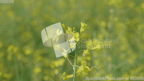 Image of Flowering field of yellow canola in the wind