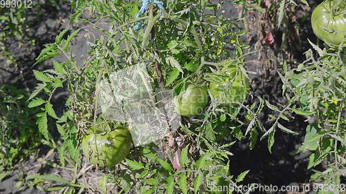 Image of Green unripe tomatoes on the bush