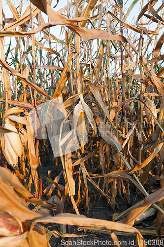 Image of Mature maize