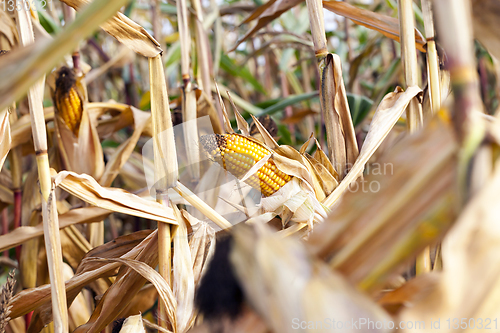 Image of agricultural field with corn