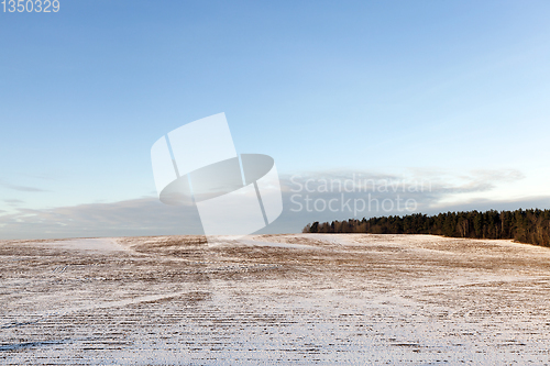 Image of Old grass, snow