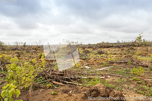 Image of trees after the hurricane