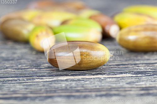 Image of acorns of oak