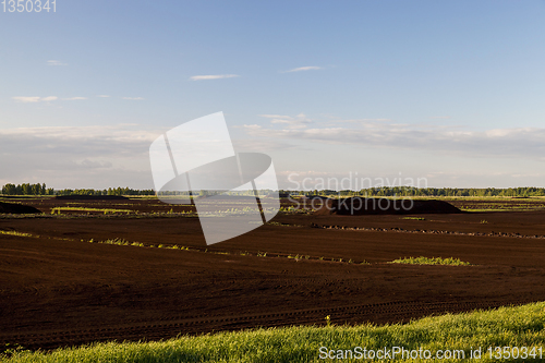 Image of peat bog, summer