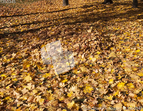 Image of Fall foliage wilderness