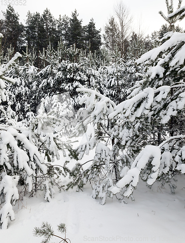 Image of Snow drifts in winter