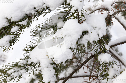 Image of Forest in winter