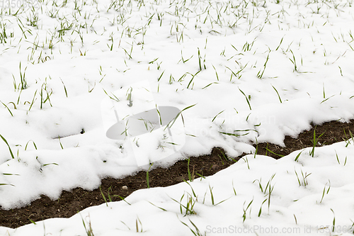 Image of wheat sprouts in the snow