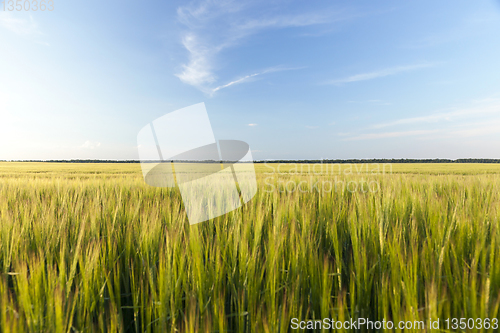 Image of An agricultural field with a crop