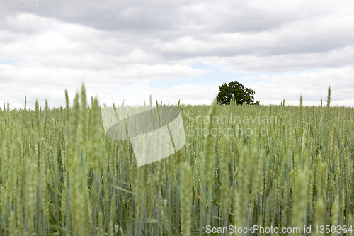 Image of wheat field