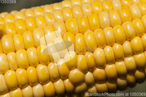 Image of The ear of corn corn field