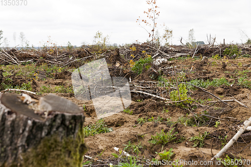 Image of trees after the hurricane