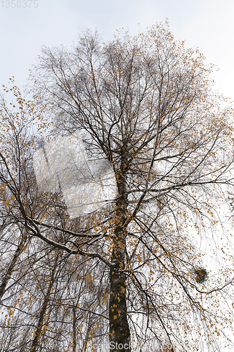 Image of snow-covered birch branches with yellow leaves -