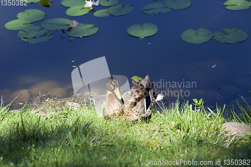 Image of The young duck autumn rest grass lake